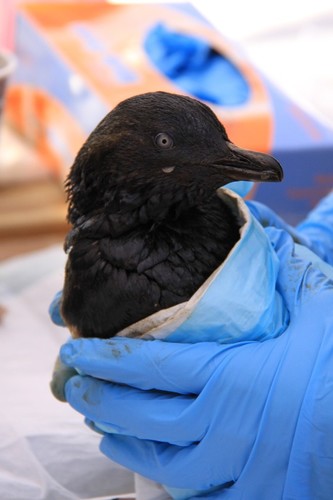 Oiled bird - Rena Disaster 12 October 2011 © Maritime NZ www.maritimenz.govt.nz