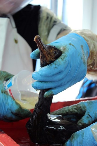 Oiled bird - Rena Disaster 12 October 2011 © Maritime NZ www.maritimenz.govt.nz