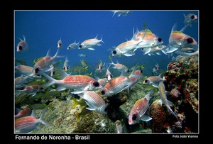 Brazil sailing - much for the roving sailor to enjoy photo copyright  SW taken at  and featuring the  class