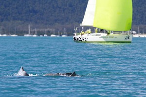 A pod of dolphins followed the fleet - Meridien Marinas Airlie Beach 22nd Annual Race Week 2011 photo copyright Teri Dodds - copyright http://www.teridodds.com taken at  and featuring the  class