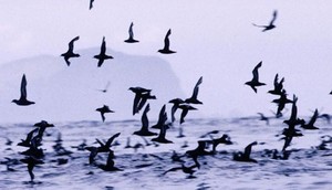 Short-tailed Shearwater P. tenuirostris photo copyright  SW taken at  and featuring the  class