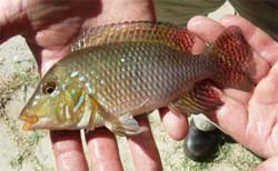 cichlid - Aquatic Invaders photo copyright Department of Fisheries Western Australia http://www.fish.wa.gov.au taken at  and featuring the  class