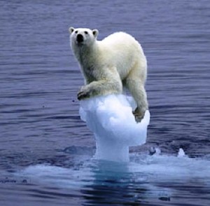 polar-bear on tiny iceberg photo copyright  SW taken at  and featuring the  class