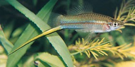 swordtail - Aquatic Invaders photo copyright Department of Fisheries Western Australia http://www.fish.wa.gov.au taken at  and featuring the  class