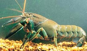 yabby - Aquatic Invaders photo copyright Department of Fisheries Western Australia http://www.fish.wa.gov.au taken at  and featuring the  class