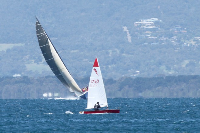 Race winner, Gusto, with a Sabre in the foreground. - UK-Halsey Boxing Day Dash ©  Alex McKinnon Photography http://www.alexmckinnonphotography.com