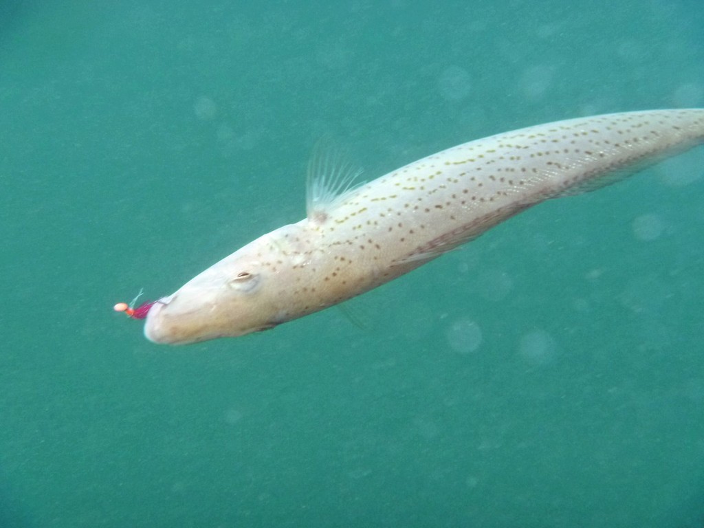 Whiting always go hard and never give up. © Jarrod Day