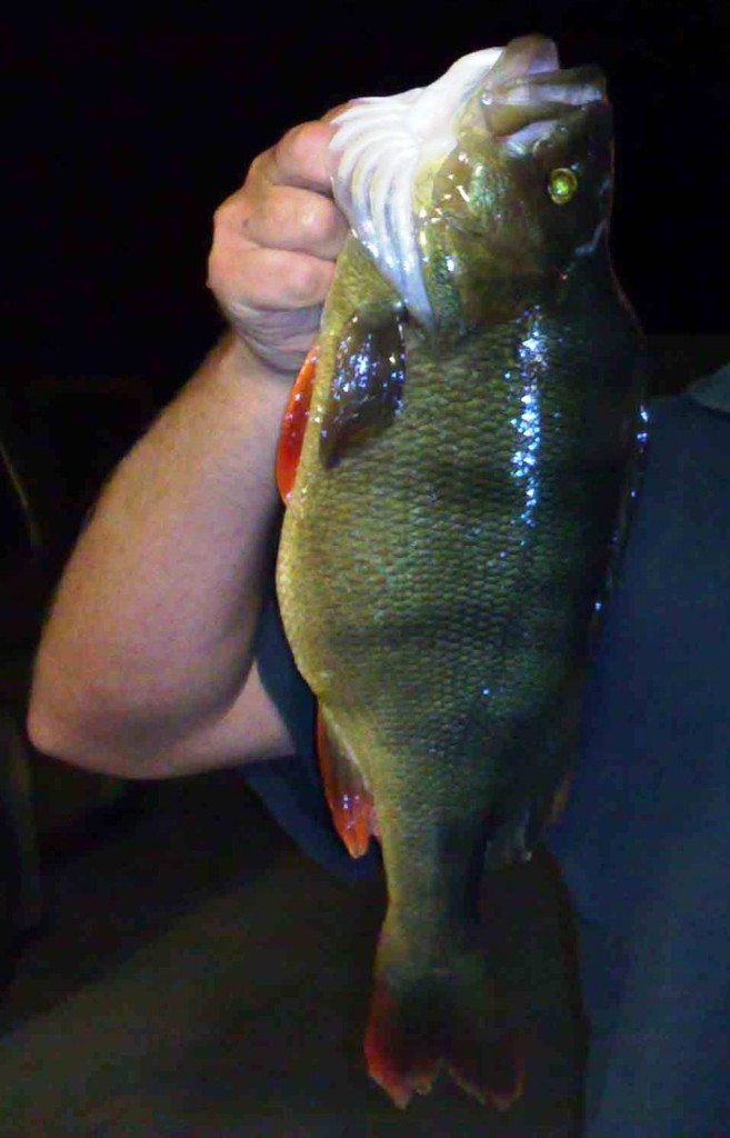 Night vision makes it easier for Reddies to see food! © Carl Hyland