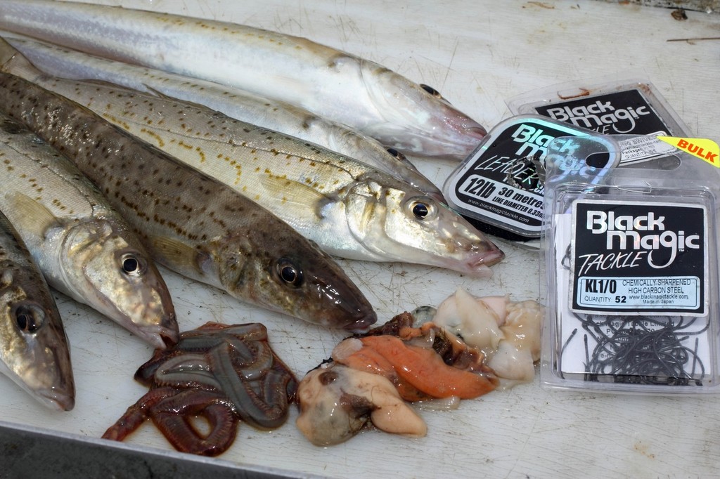 Whiting respond well to a variety of baits. on occasion they can be fussy feeders. © Jarrod Day