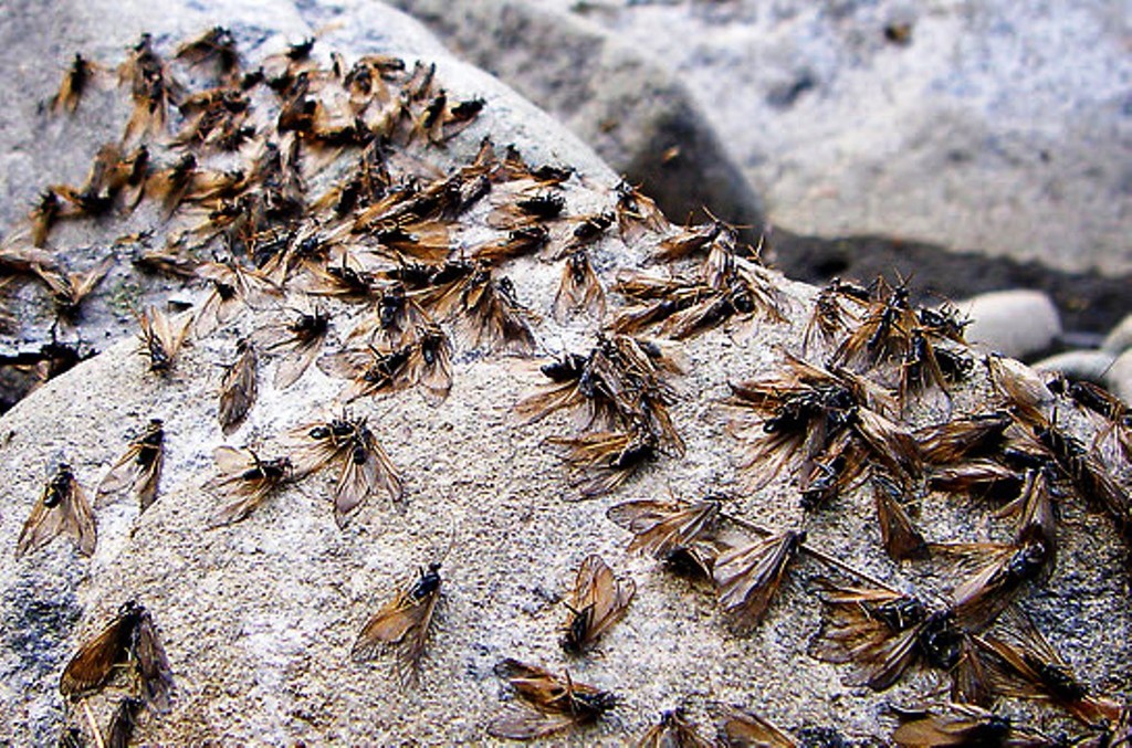 Caddis are still prolific in some areas. © Carl Hyland