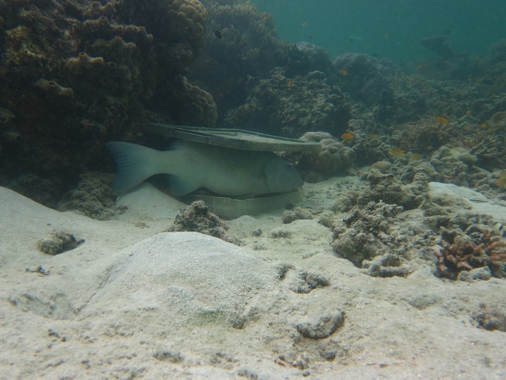 Coral Trout. Photo courtesy of James Kerry photo copyright ARC Centre of Excellence Coral Reef Studies http://www.coralcoe.org.au/ taken at  and featuring the  class