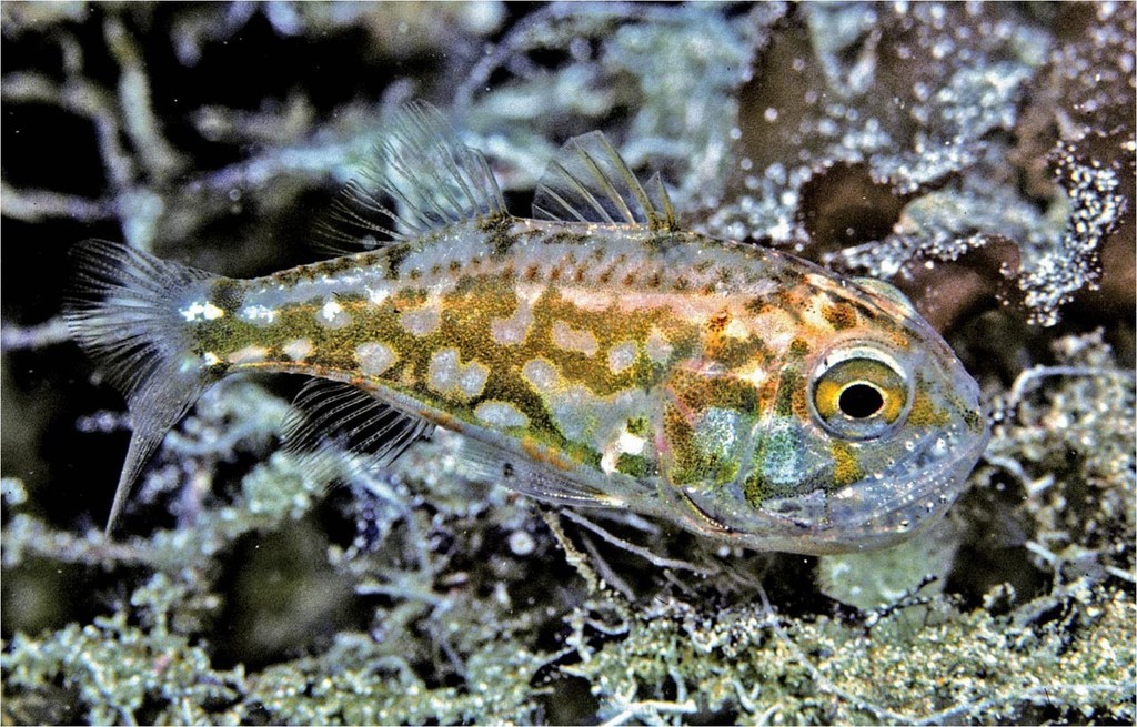 A male cardinalfish Siphamia argentea carries its young in the mouth. Photo: Rudie Kuiter. © ARC Centre of Excellence Coral Reef Studies http://www.coralcoe.org.au/