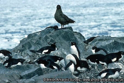 Brown skua and Adelie penguins. Basically fish-eaters brown skuas are also predators and scavengers. © British Antarctic Survey http://www.antarctica.ac.uk