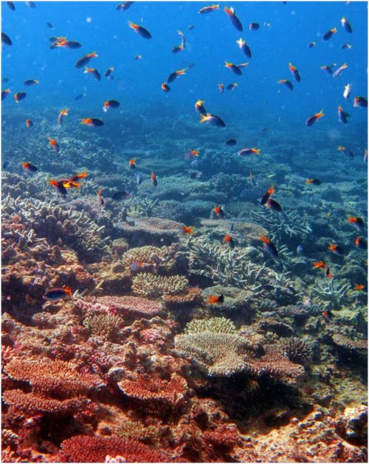 Our coral reefs: In trouble - but tougher than we thought © George Roff