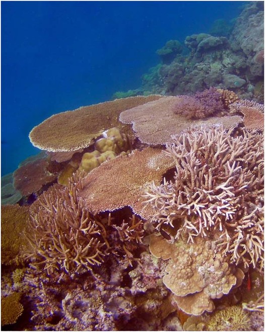 Our coral reefs: In trouble - but tougher than we thought © George Roff