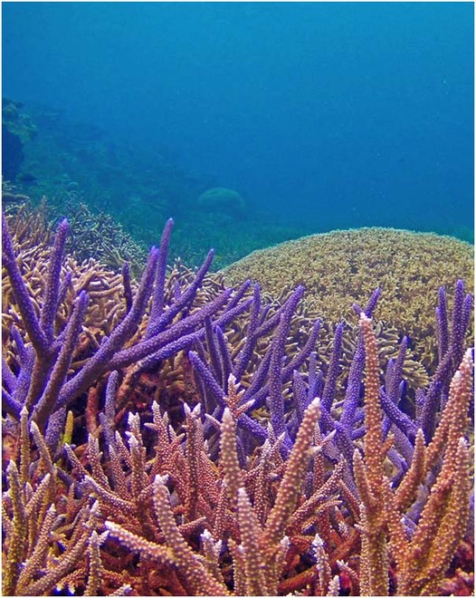 Our coral reefs: In trouble - but tougher than we thought © George Roff