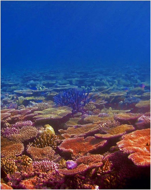 Our coral reefs: In trouble - but tougher than we thought © George Roff