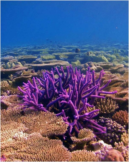Our coral reefs: In trouble - but tougher than we thought © George Roff