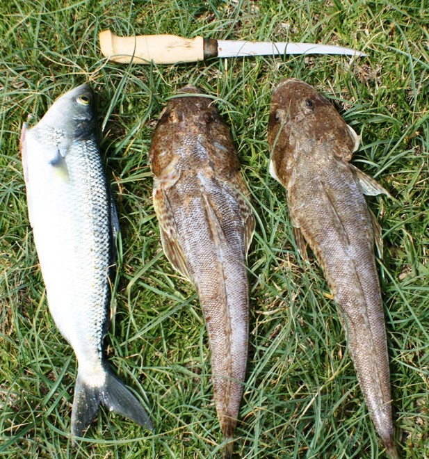 The results of a couple of hours of surf fishing. © Carl Hyland