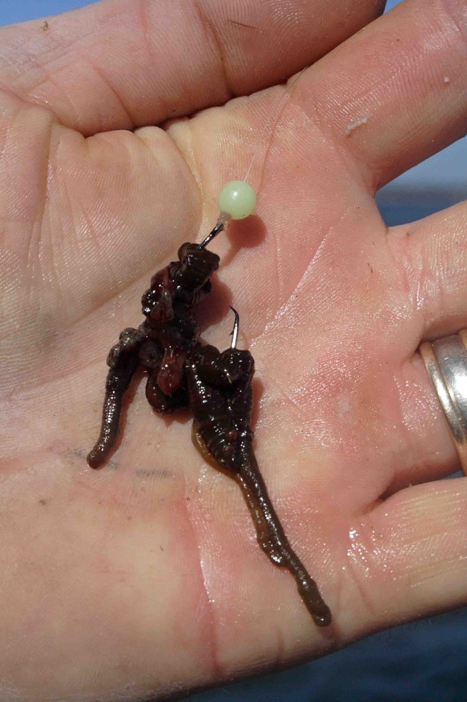 When rigging a worm or pipi, make sure you have the hook exposed to a cleaner hook up. © Jarrod Day