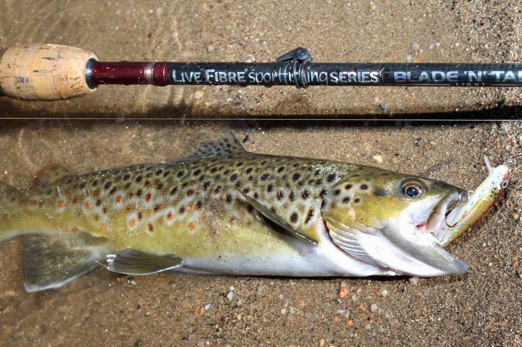 Stalking trout along the Mitta Mitta  © Jarrod Day