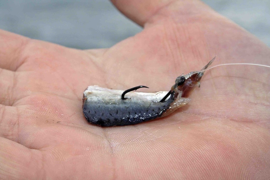 Pilchard fillets also make good bait for whiting.