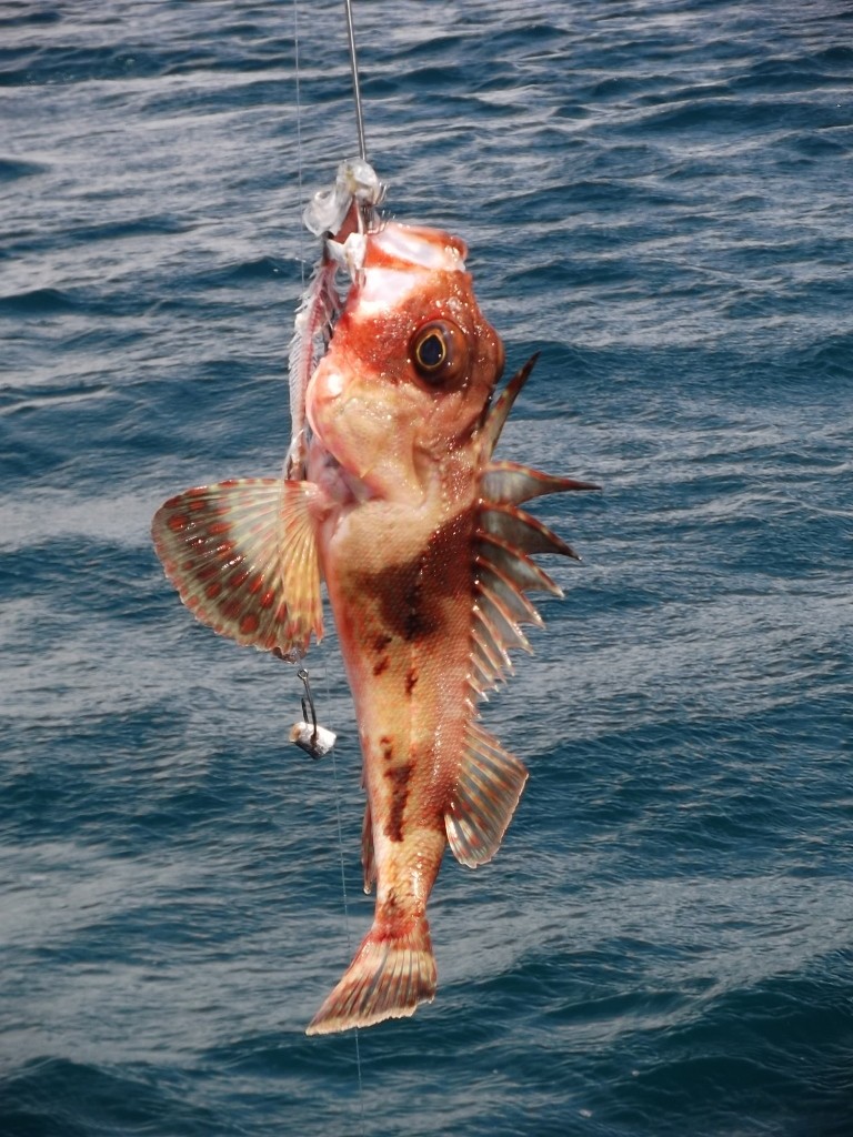 scorpion fish bite