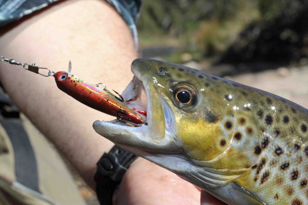 Stalking trout along the Mitta Mitta  © Jarrod Day