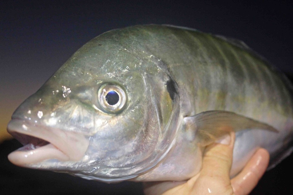 At this size they are almost impossible to stop on light tackle. © Jarrod Day