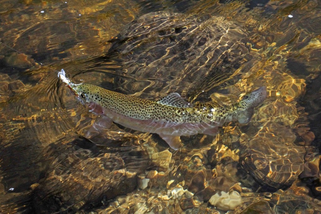 Stalking trout along the Mitta Mitta  © Jarrod Day