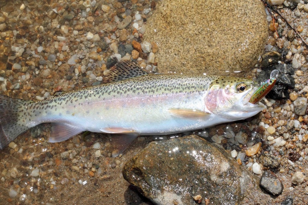 Stalking trout along the Mitta Mitta  © Jarrod Day