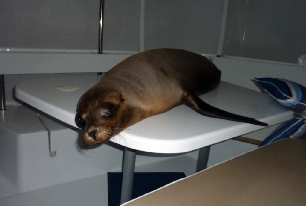 Guess who's coming to dinner photo copyright  SW taken at  and featuring the  class