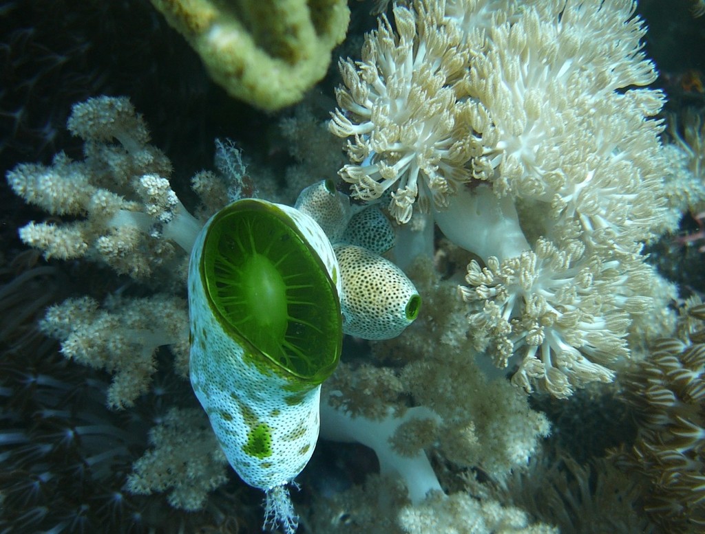 There are some superb dive sites on the Indonesian islands  - Fremantle to Bali 2012 © Bernie Kaaks