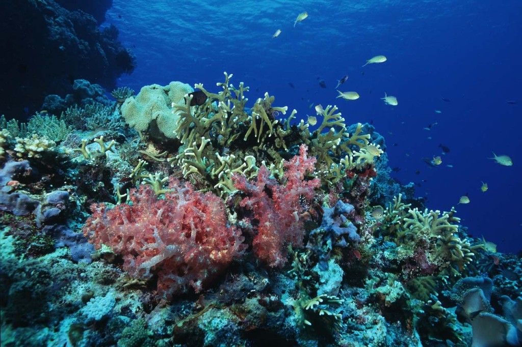 This study has given us a more detailed understanding of the sorts of changes that could take place as the world’s oceans gradually warm and acidify. Rather than experiencing wholesale destruction, many coral reefs will survive climate change by changing the mix of coral species as the ocean warms and becomes more acidic. © ARC Centre of Excellence Coral Reef Studies http://www.coralcoe.org.au/