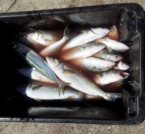Baits such as slimy mackerel and salmon are good. photo copyright Carl Hyland - copyright taken at  and featuring the  class
