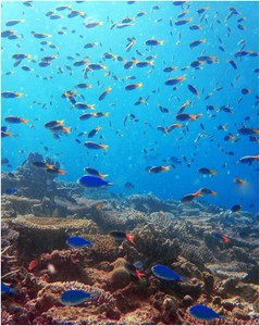 Our coral reefs: In trouble - but tougher than we thought photo copyright George Roff taken at  and featuring the  class
