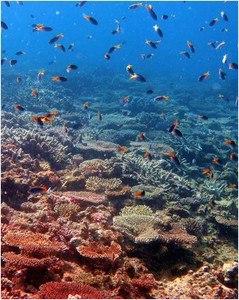 Our coral reefs: In trouble - but tougher than we thought photo copyright George Roff taken at  and featuring the  class