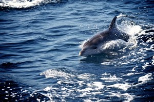 Good luck dolphins - Camper sailed by Emirates Team NZ - Leg 6, Volvo Ocean Race photo copyright Hamish Hooper/Camper ETNZ/Volvo Ocean Race taken at  and featuring the  class