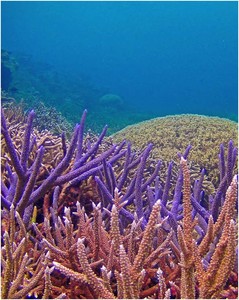 Our coral reefs: In trouble - but tougher than we thought photo copyright George Roff taken at  and featuring the  class