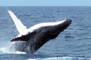 Humpback whale photo copyright Dave and Fiona Harvey taken at  and featuring the  class