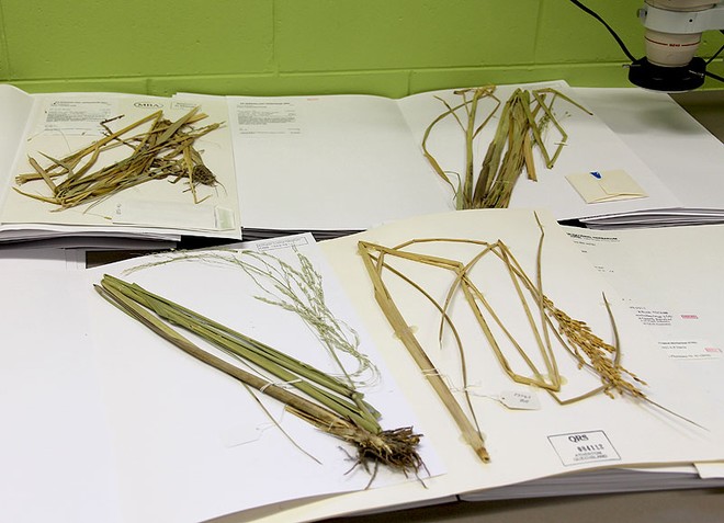 The two rice varieties in the front with the coffee in the natural decaffeinated coffee at the back left. ©  John Curnow
