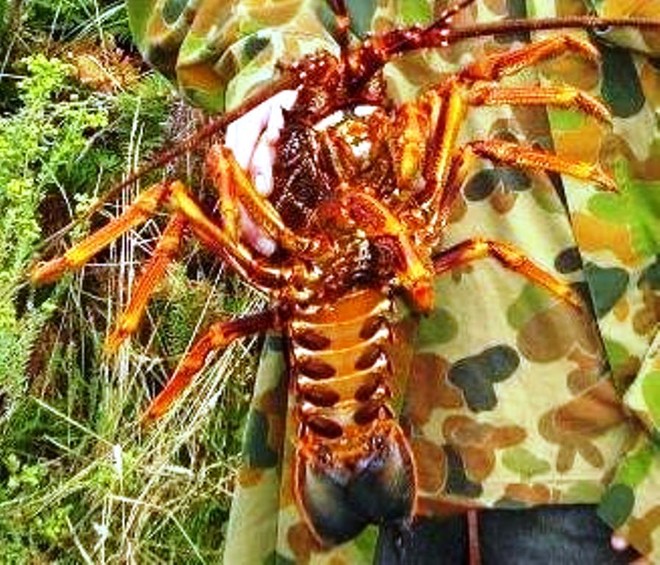 Average size cray such as this are the norm. © Carl Hyland