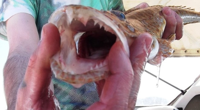 Tiger teeth are awesome! © Carl Hyland