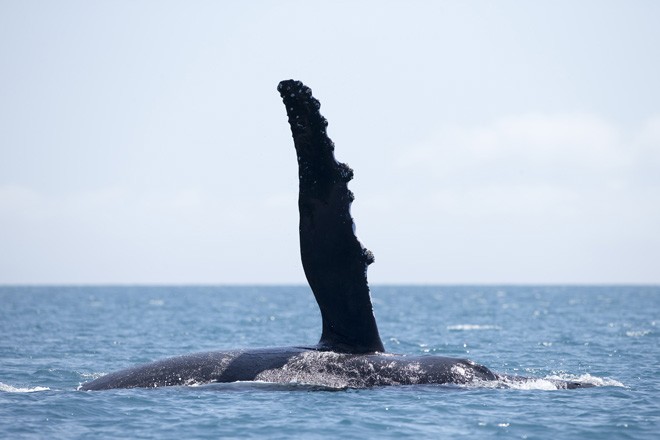 Audi Hamilton Island Race Week 2012 - WHALES ©  Andrea Francolini / Audi http://www.afrancolini.com