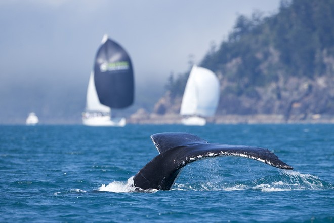 Audi Hamilton Island Race Week 2012 - WHALES ©  Andrea Francolini / Audi http://www.afrancolini.com