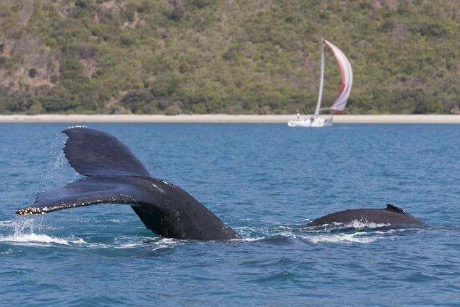 Audi Hamilton Island Race Week 2012 - WHALE ©  Andrea Francolini Photography http://www.afrancolini.com/