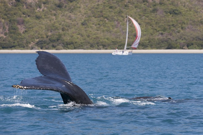 Audi Hamilton Island Race Week 2012 - WHALE ©  Andrea Francolini / Audi http://www.afrancolini.com