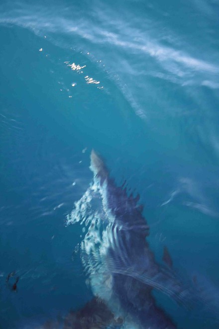 Adequate lighting is extremely important when night shark fishing; check out the silhouette from the mako as he swam under the boat. ©  Jarrod Day www.jarrodday.com