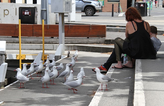 Fish, chips and seagulls on Constitution Dock - Rolex Sydney Hobart Race 2012 © Dale Lorimer