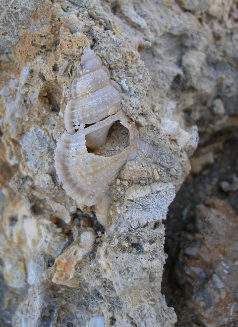 Coral fossil © Dr Maria del Carmen (K-le) Gomez Cabrera http://www.coralcoe.org.au/